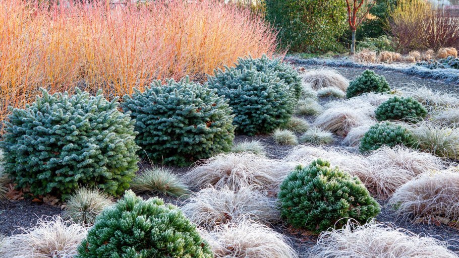 Засохшая трава зимой