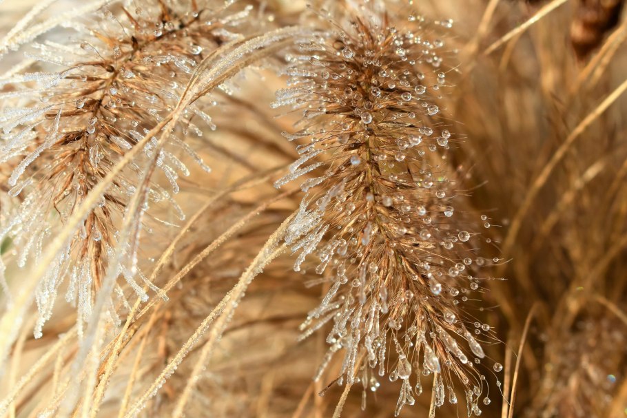 Пшеница лист крупным планом