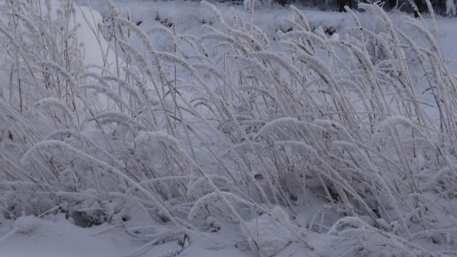 Трава под снегом