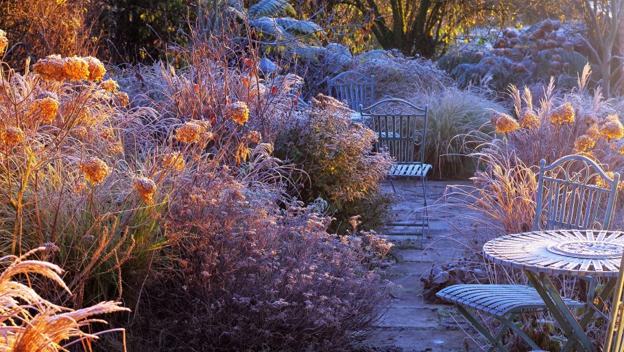 Кортадерия мискантус