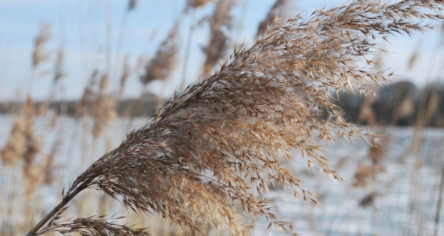 Морозоустойчивые растения