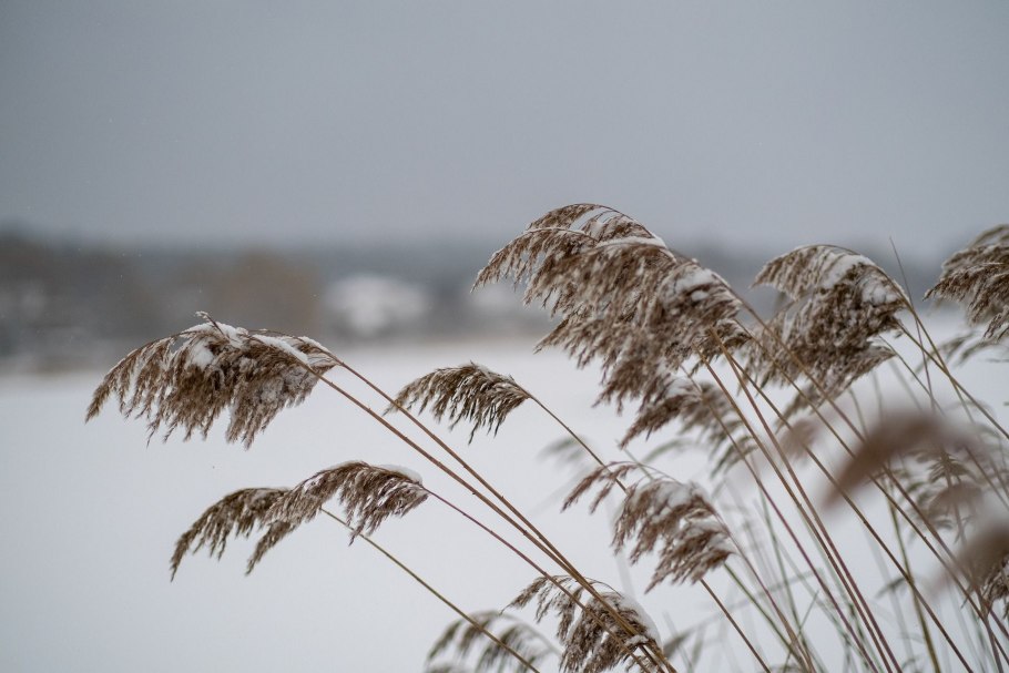 Сухой камыш на черном фоне