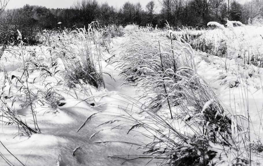 Засохшая трава зимой