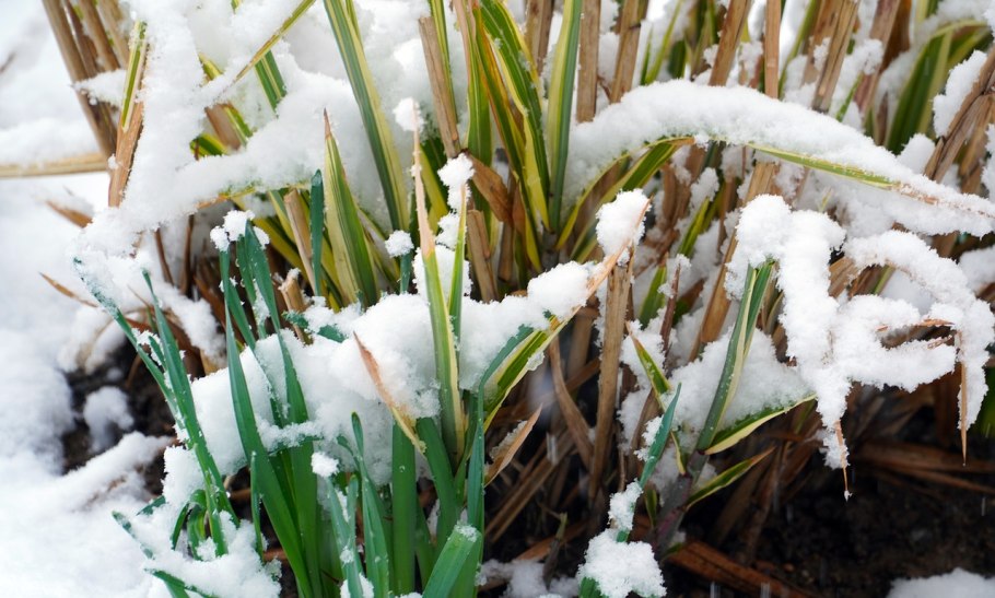 Кустики в снегу