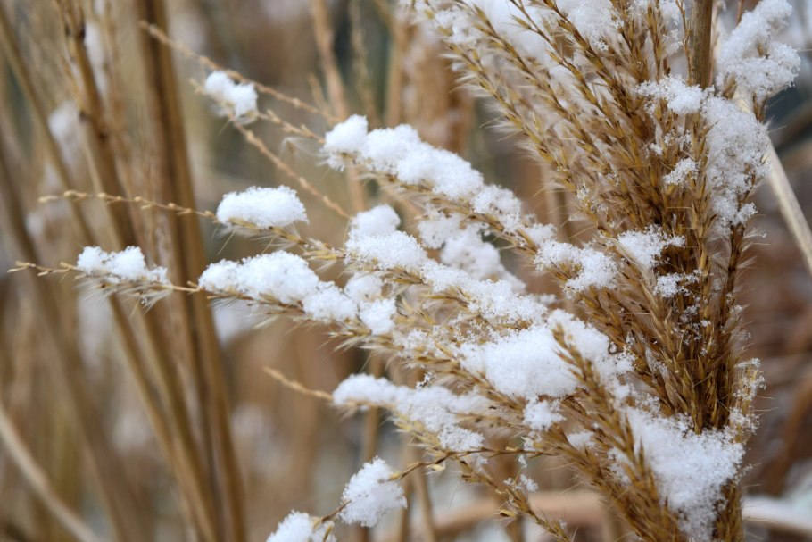 Пшеница в снегу