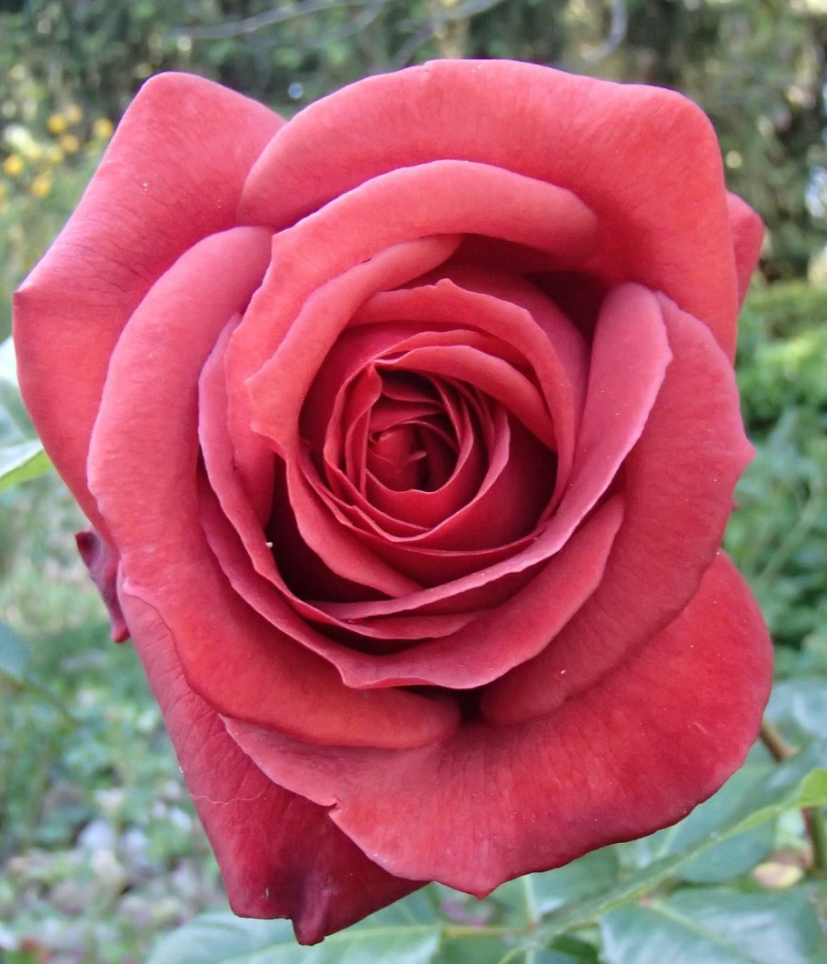 Роза терракота чайно-гибридная