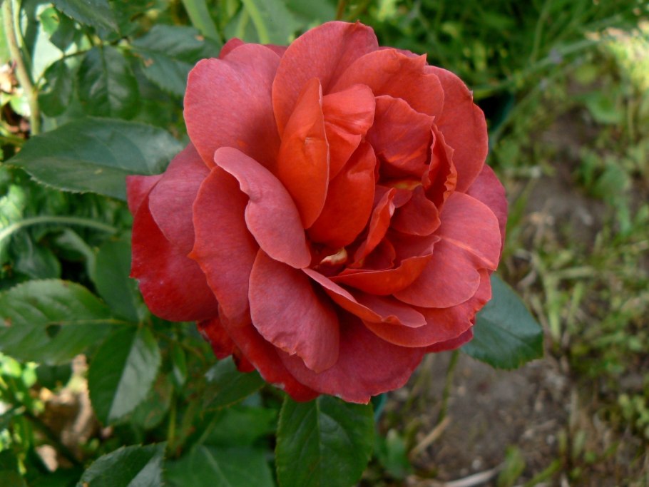Роза терракота чайно-гибридная