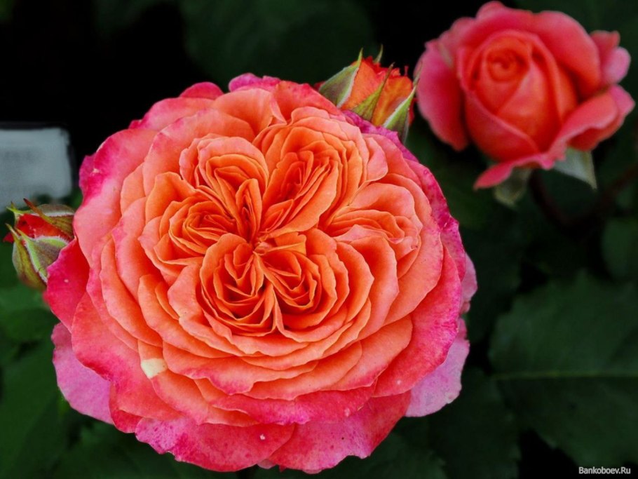 Роза Корал Экспрешн