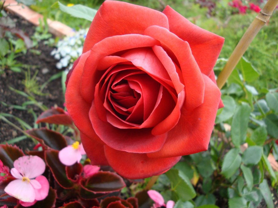 Роза чайно-гибридная «терракота» («Terracotta»)