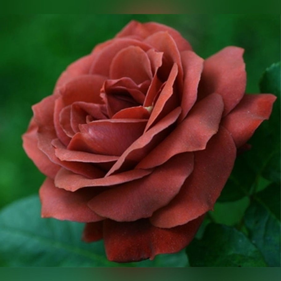 Роза Нина Эквадор