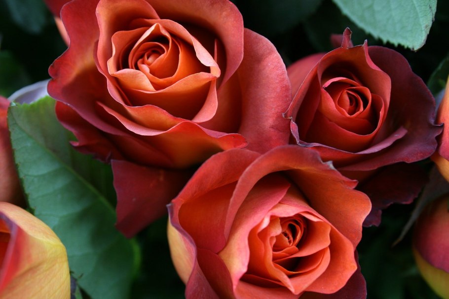 Красивые розы терракотовый