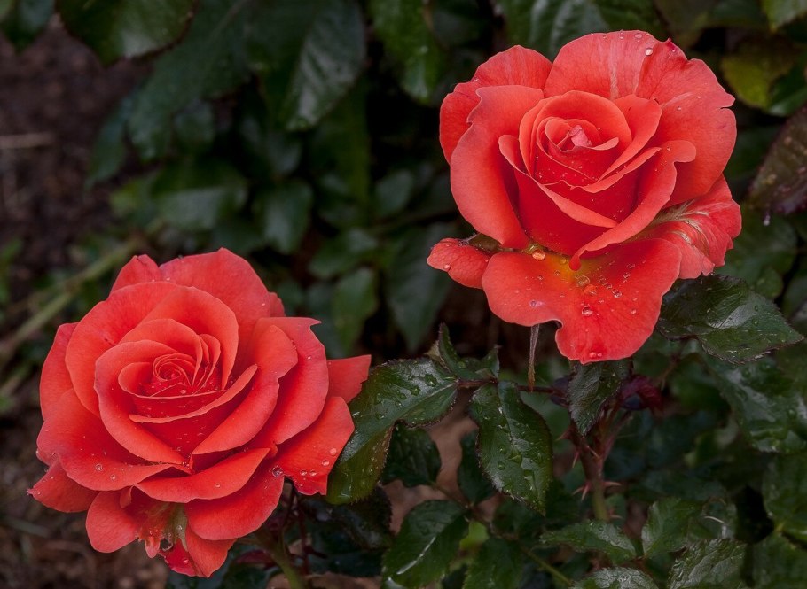 Роза сорт Матильда