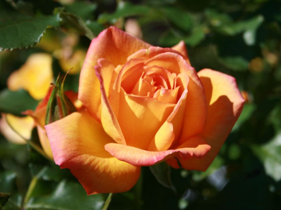 Роза оранжевая бокаловидная