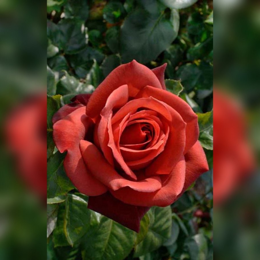 Роза терракота чайно-гибридная