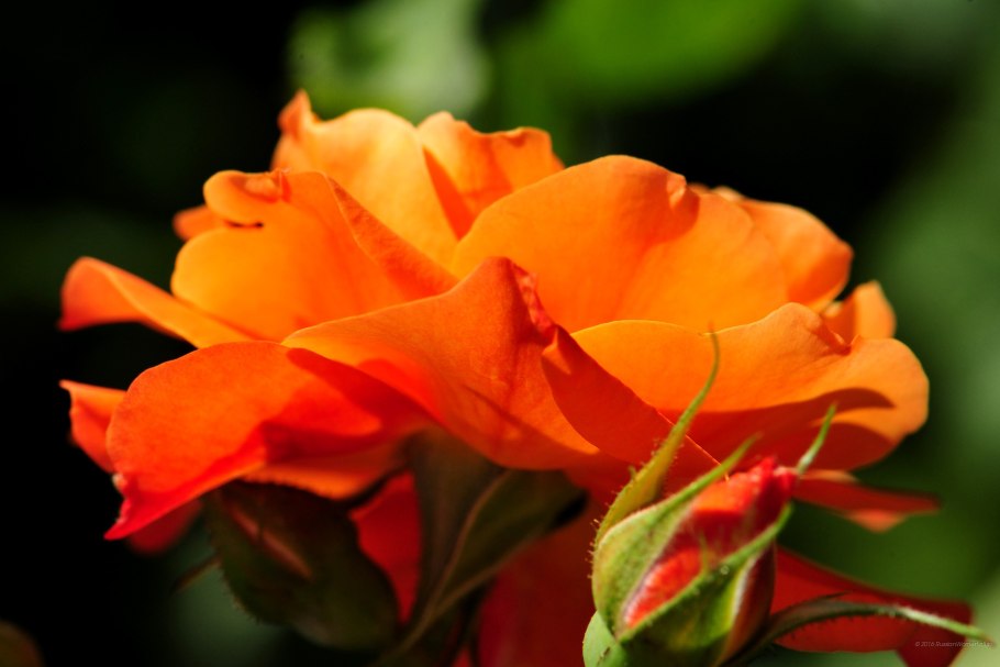 Роза флорибунда хот шоколад