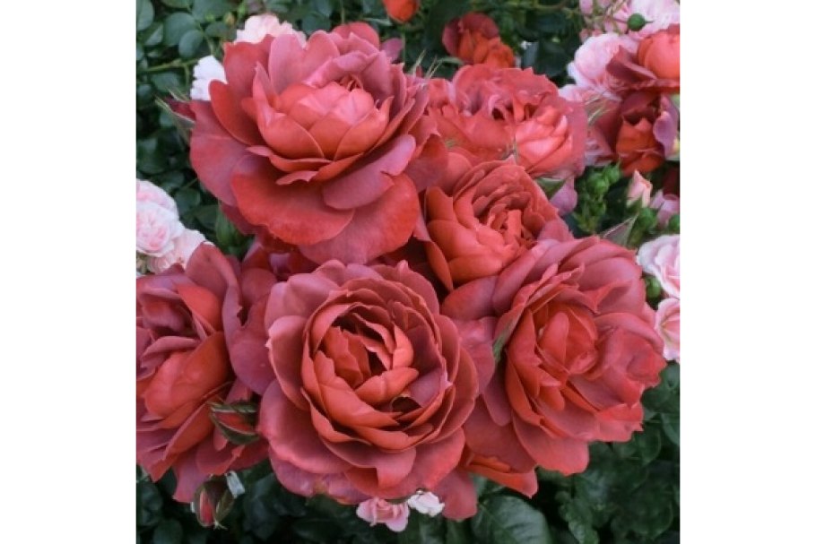 Роза Мадонна чайно-гибридная