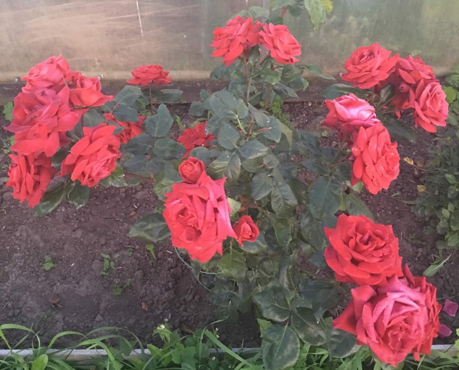 Роза флорибунда хот шоколад