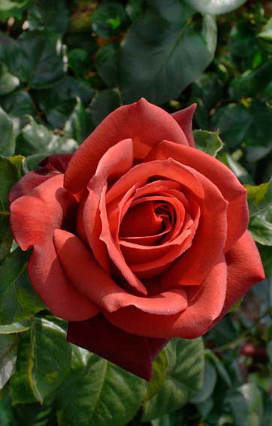 Персико оранжевая роза