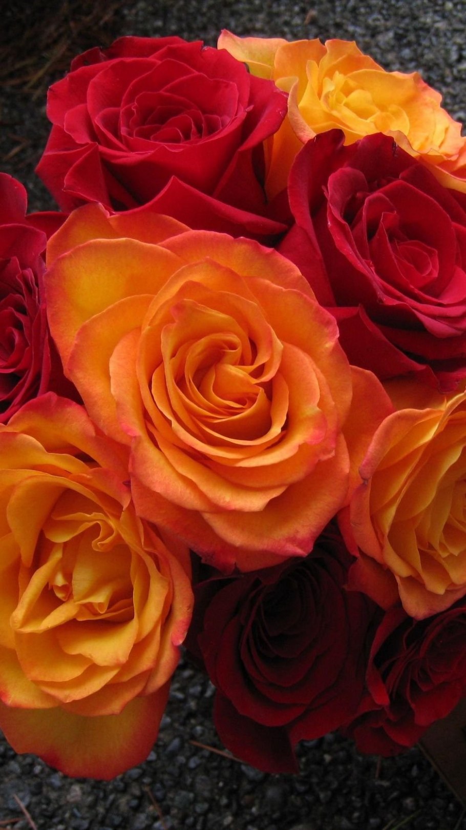 Роза флорибунда хот шоколад