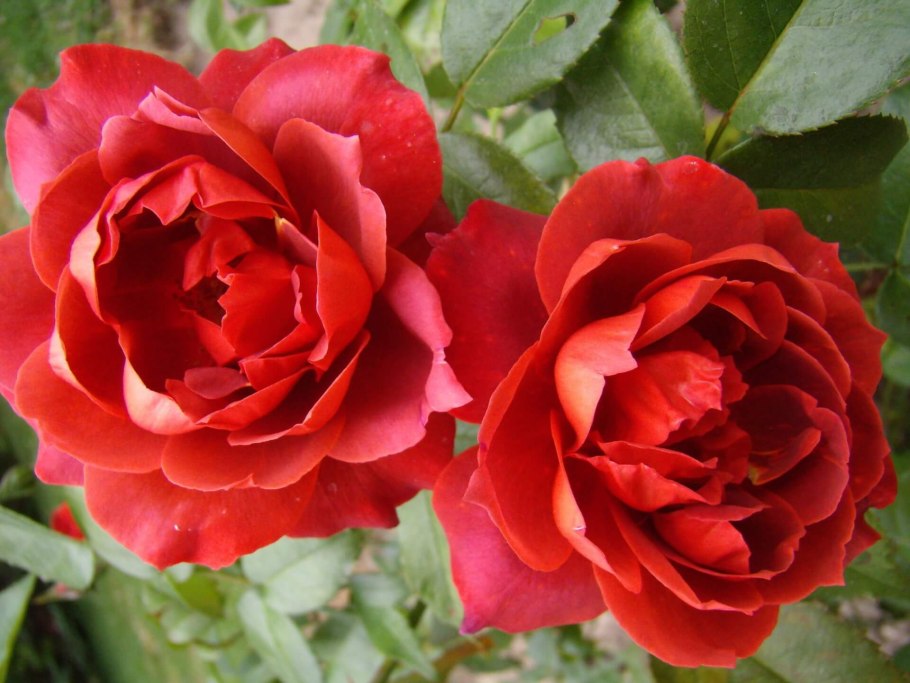 Розы коралловые с жёлтым