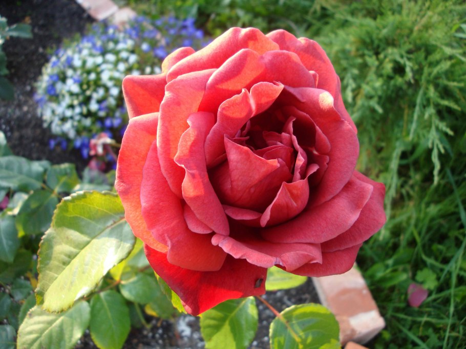 Роза кирпичного цвета