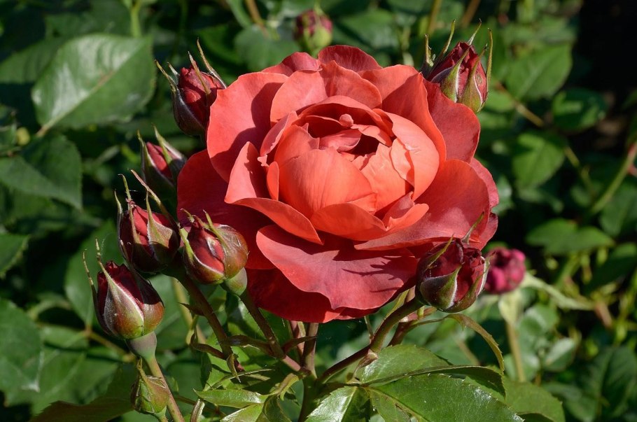 Роза терракота Terracotta