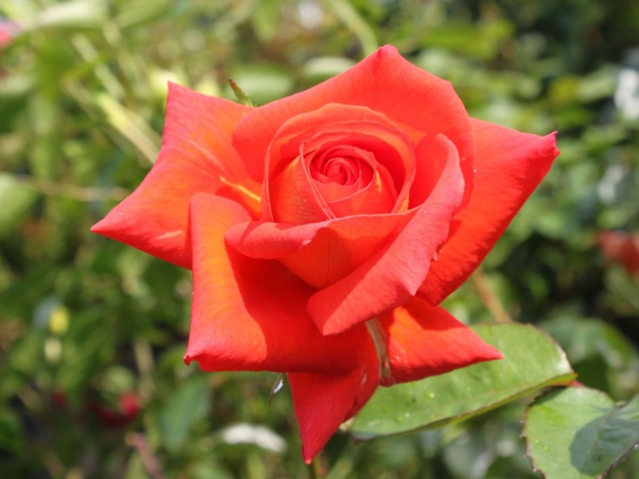 Желто-терракотовая роза