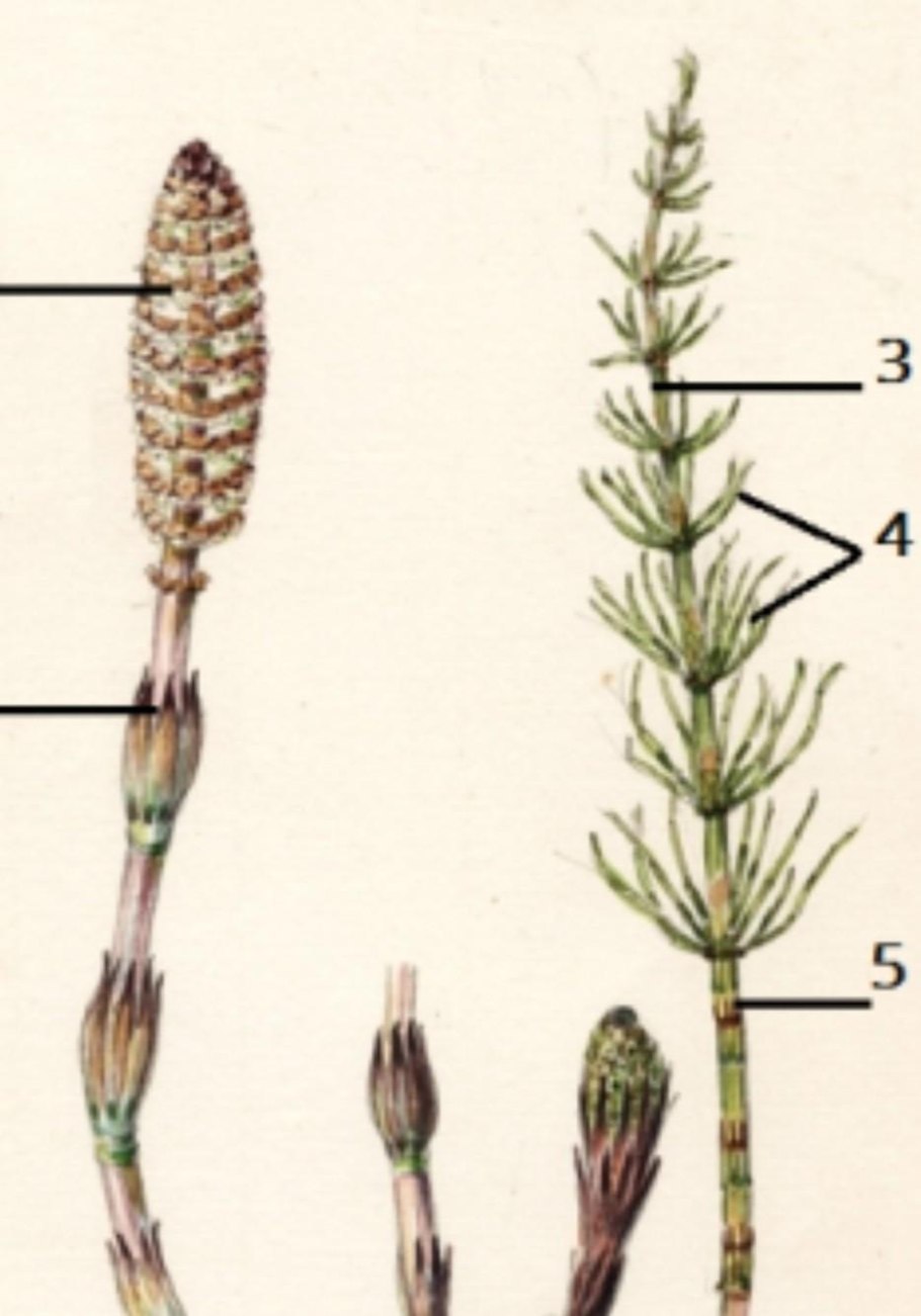 Спороносный колосок хвоща жизненные циклы