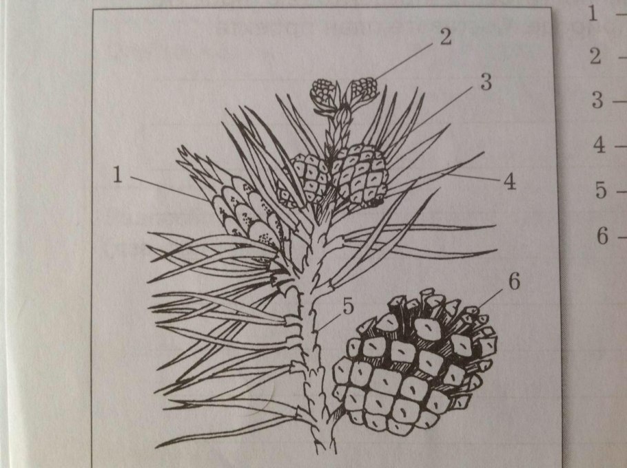Хвощ полевой фармакопея