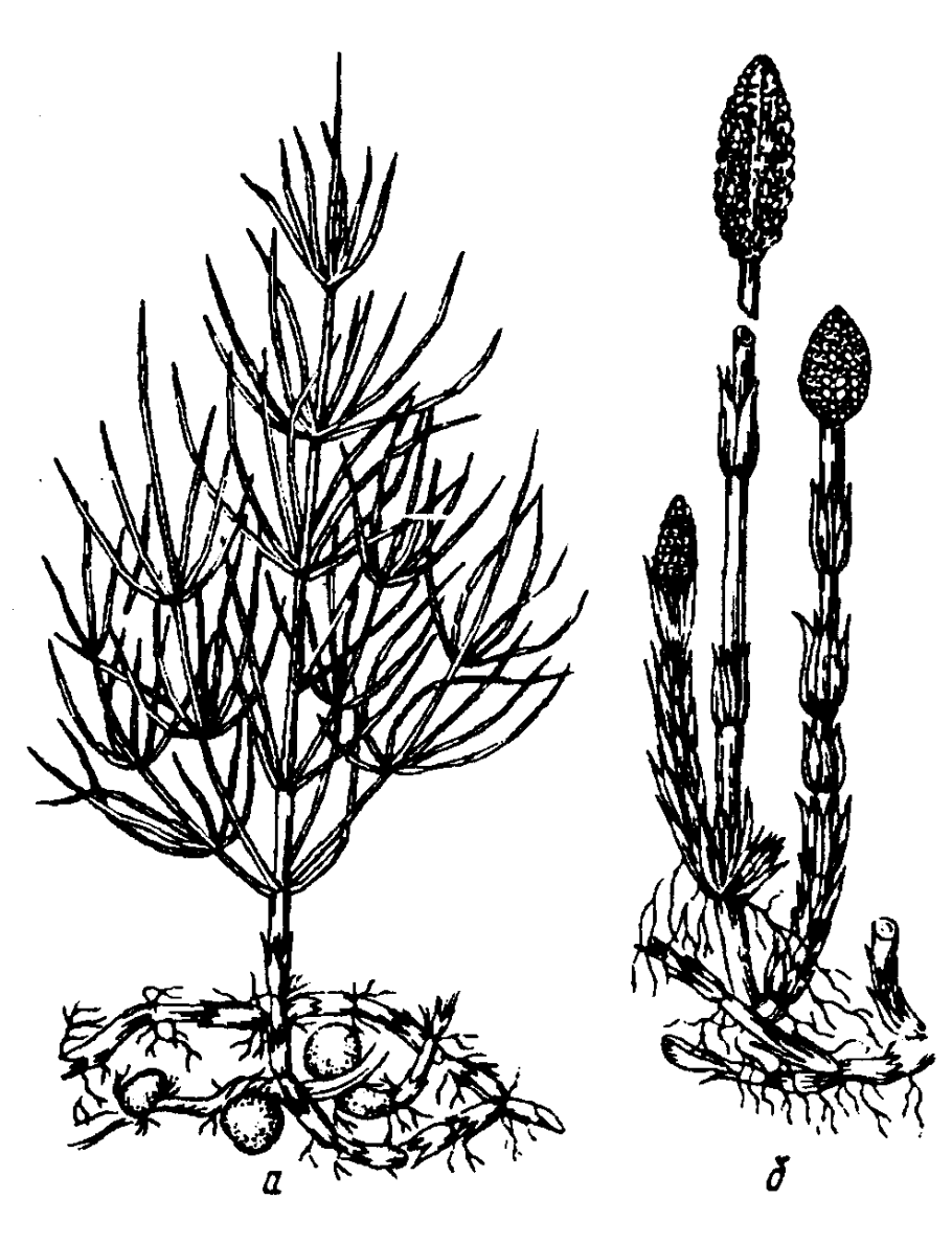 Конспект по биологии 7 класс органы растений