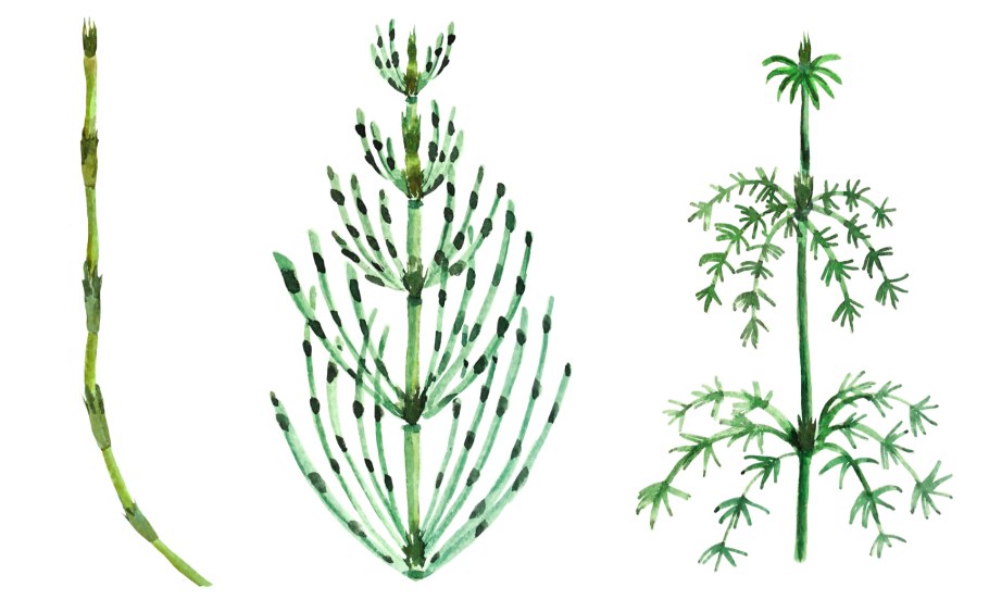 Цикл развития плауна булавовидного