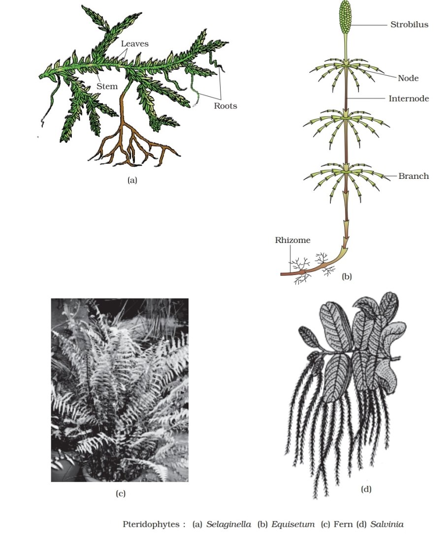 Спорофит ужовника