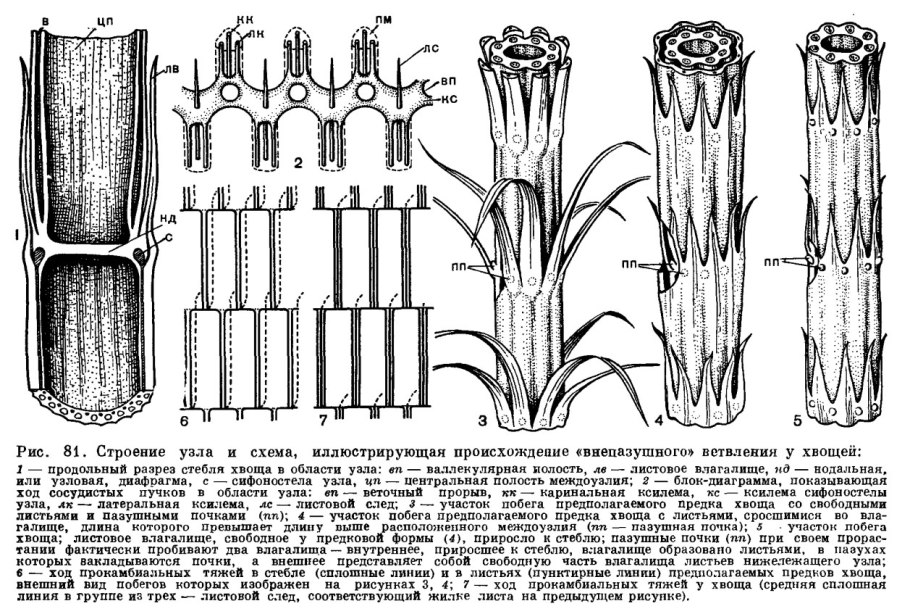Анатомическое строение хвоща полевого