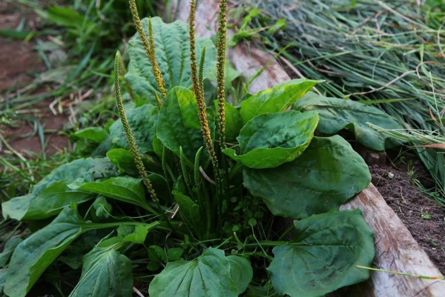 Подорожник ( Plantago Major)