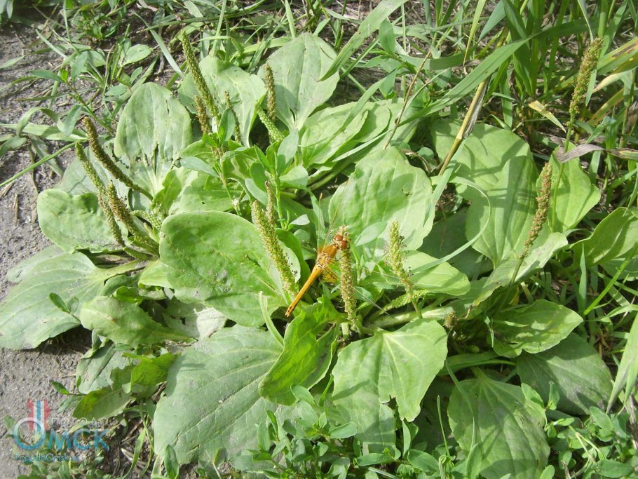 Подорожник большой