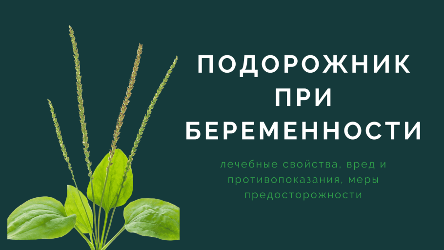 Plantago Psyllium