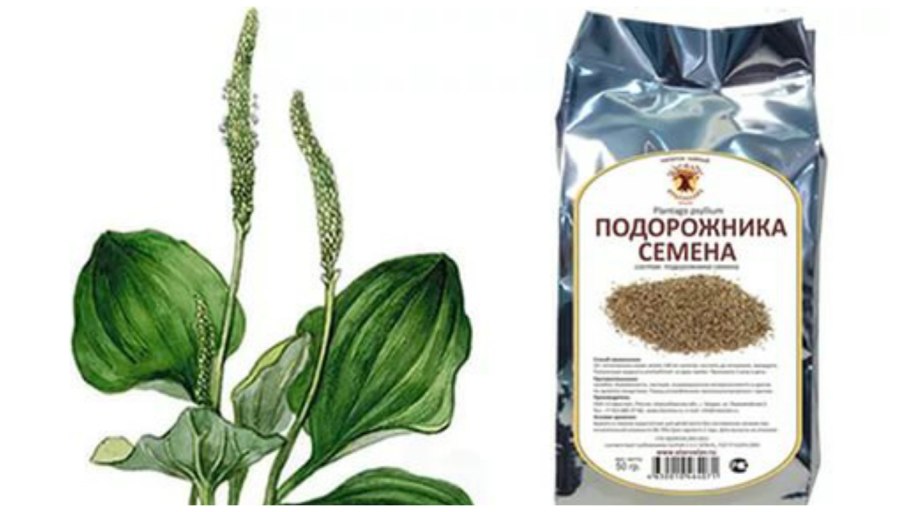 Подорожник variegata