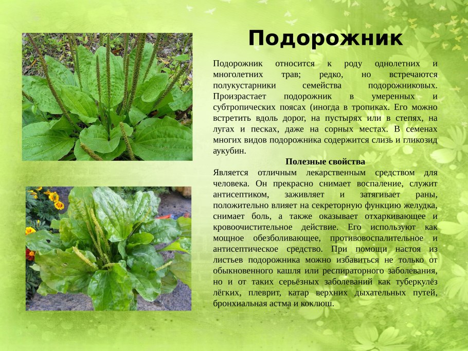 Подорожник полевой