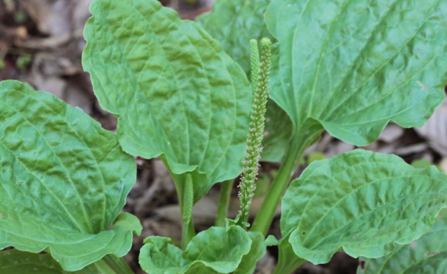 Мелисса .мята.подорожник