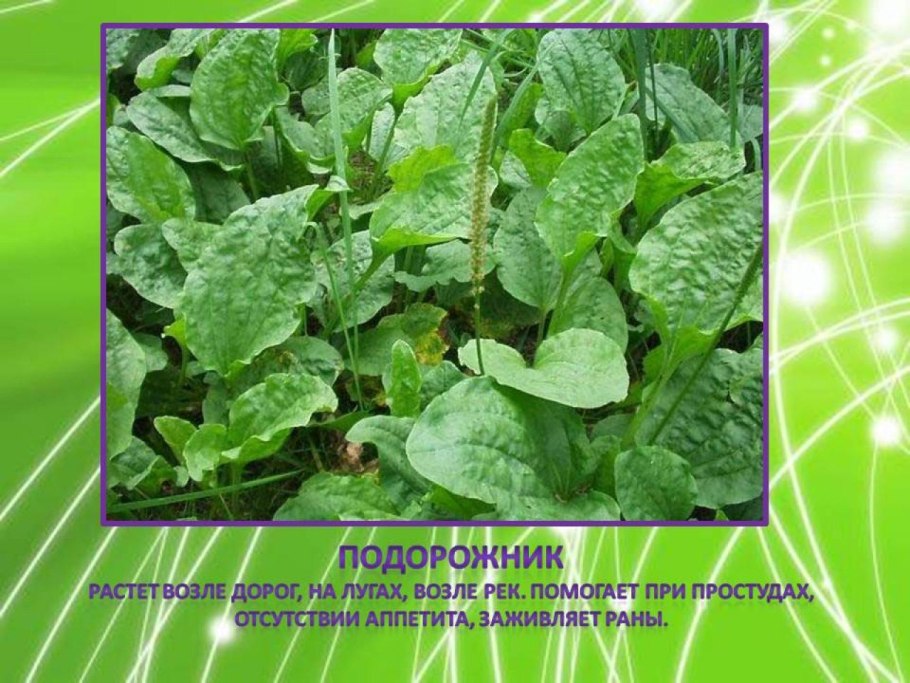 Листья подорожника лечебные