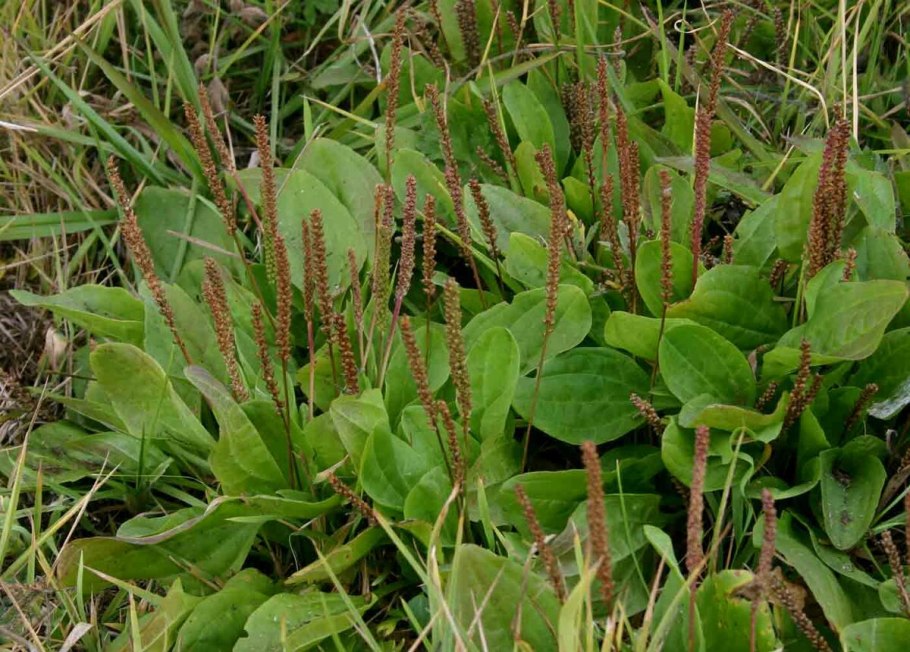 Подорожник Крашенинникова