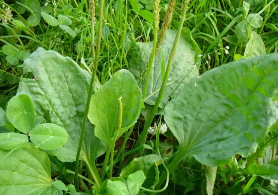 Подорожник Луговой