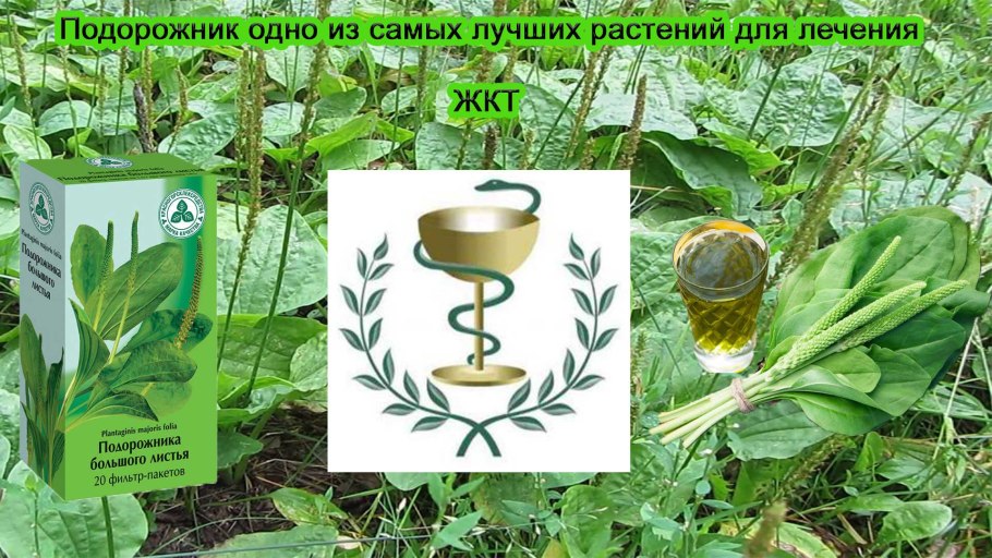 Подорожник паутинистый