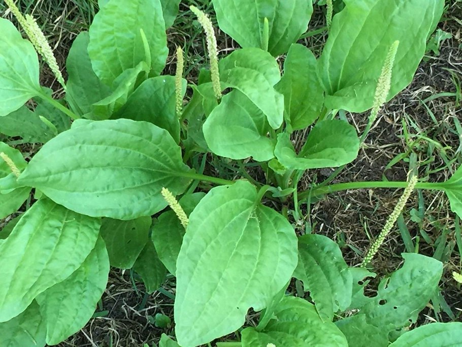 Подорожник останавливает кровь