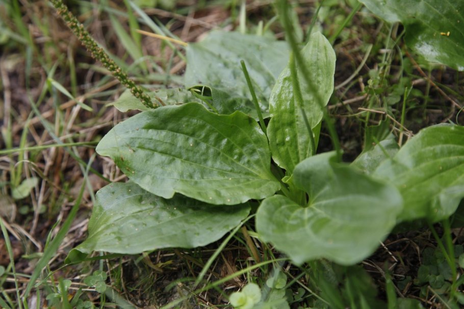 Подорожник ( Plantago Major)