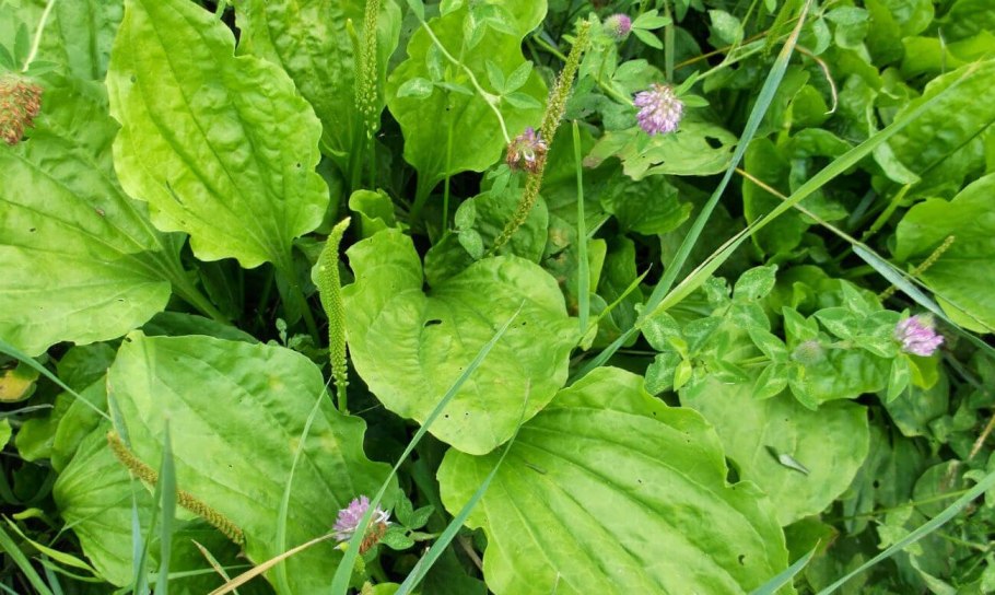Подорожник (Plantago)