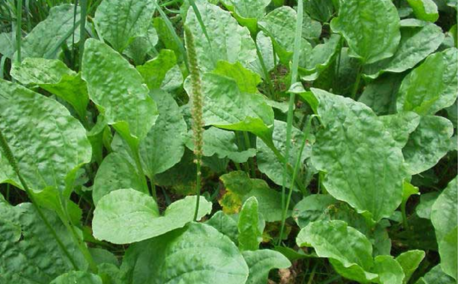 Подорожник широколистный