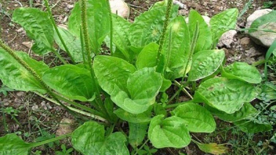 Подорожник применение