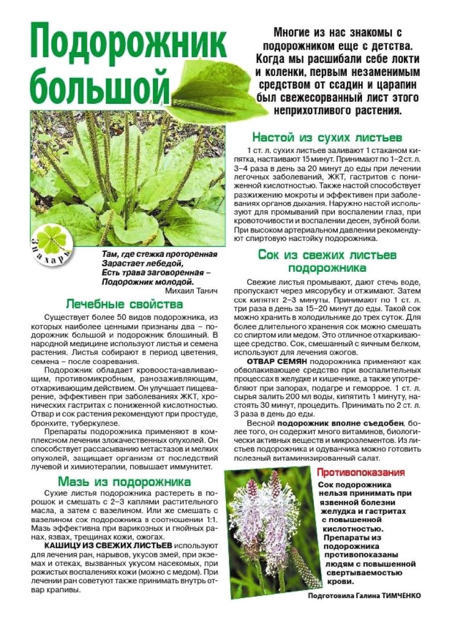 Подорожник лист