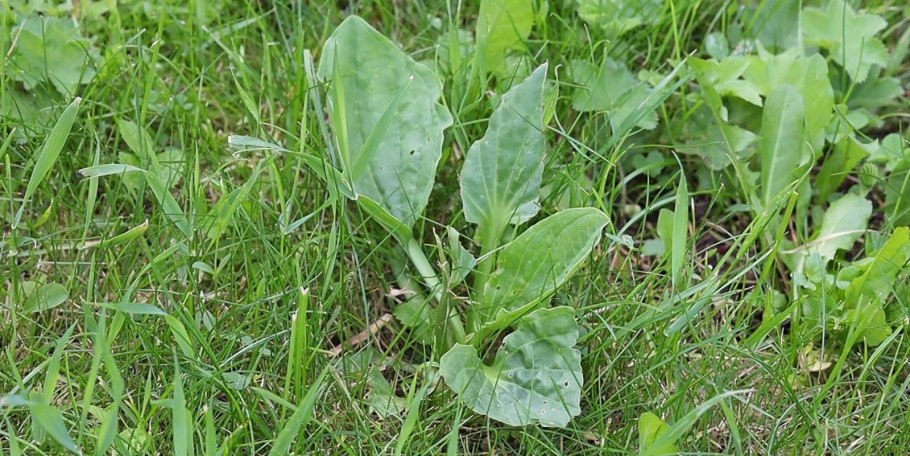 Подорожник широколистный